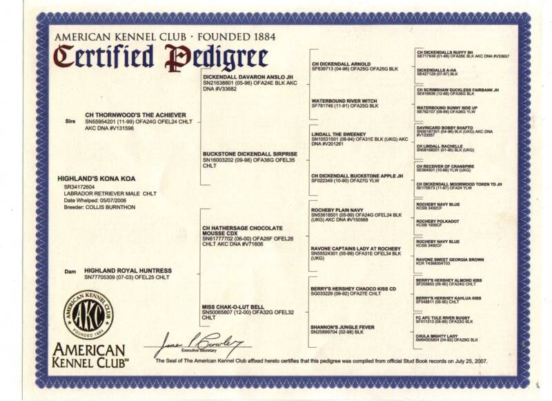 Chocolate Male Labrador Breeder Stud San Diego, Southern California