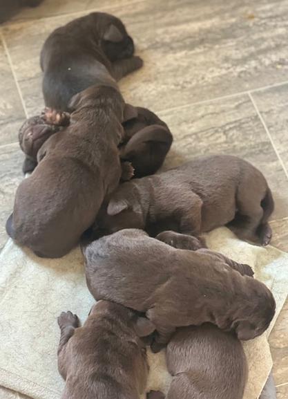 newborn chocolate lab puppies